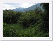12SabyinyoGroup - 22 * Nettles, bamboo and volcanoes, oh my.